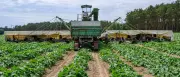 Gurkenflieger starten Ernte: Spreewald-Gurken-Saison beginnt