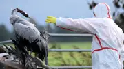 H5-Vogelgrippe erreicht Australiens Festland: Seevögel und Robben betroffen