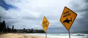 Hai-Alarm in Sydney: Strände gesperrt, Verletzte außer Lebensgefahr