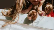 Hamster als Haustier für Kinder: Nachteile und Risiken