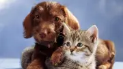 Haustiere werden zum Luxus: So sparen Sie bei Hund, Katze & Co.