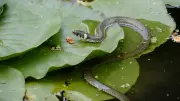 Heimische Reptilien: Welche Schlangen leben in deutschen Seen?