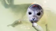 Heuler im Watt: Was Urlauber an der Nordsee beachten müssen