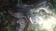 Horror in Indonesien: Riesen-Python verschlingt Frau (44) auf Plantage