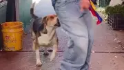 Hund beißt zu: Genervter Vierbeiner beendet Tanz-Einlage mit Schnapper