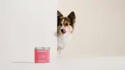 Hund frisst Gras: Ursachen und langfristige Hilfe mit Mammaly Happy Tummy