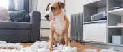 Hund nach Beißattacke vom Balkon geworfen: Polizei ermittelt