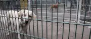 Hundesteuer zweckbinden: Leserin fordert Reform für Tierheime