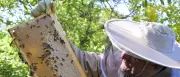 Imkern in Potsdam: So werden Sie zum Freizeit-Imker