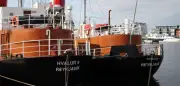 Island: Walfänger töten erste Finnwale seit 2023 – scharfe Kritik von Tierschützern