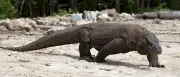 Junger Komodowaran Drakaris im Berliner Zoo eingezogen