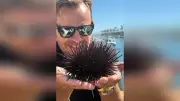 Karls Erdbeerhof baut ersten Freizeitpark in den USA bei Los Angeles