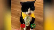Kater Billy aus Delaware: Katze sagt Fußball-Siege mit Leckerli-Trick voraus