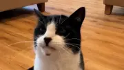 Kater Billy aus Delaware sagt Spiele richtig voraus – unglaubliche Trefferquote