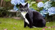 Katzen aus dem Garten vertreiben: Sanfte Methoden mit Pflanzen und Hausmitteln