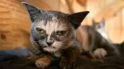 Katzen-Star Labubu: Aus gerettetem Kitten wird Internet-Phänomen