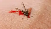 KI-Laser auf Mückenjagd: Tüftler baut rollenden Insekten-Killer