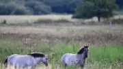 Konikpferde im Schwarzwald: Naturschutz mit Robustponys
