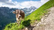 Kuh-Attacke beim Wandern: DAV-Experte warnt vor diesen Fehlern