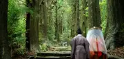 Kumano Kodo: Was mich Japans Pilgerweg über das Wandern lehrte