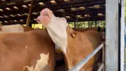 Landwirt nutzt Schneekanone zur Kühlung im Kuhstall