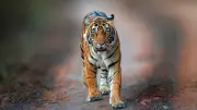 Ältester Tiger der Welt: Rekordhalterin Bengali wurde 26 Jahre alt