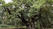 Major Oak: Robin-Hood-Eiche nach 1200 Jahren abgestorben