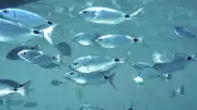 Mallorca: Berlinerin von Brassen gebissen – Warmes Wasser macht Fische hungrig