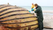 Meeresbiologe analysiert Timmy-Obduktion: Experten zerlegen den Wal
