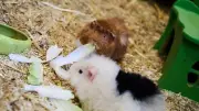 Meerschweinchen-Drama: Fuchs statt Mensch als Täter identifiziert