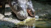 Meinung: Warum der Name „Brötchen“ für das Zwergflusspferd im Berliner Zoo enttäuscht