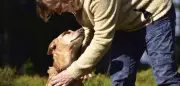 Mensch-Hund-Beziehung weltweit erstaunlich universell – Studie