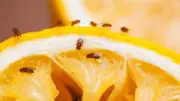 Mit Hausmitteln: So werden Sie Fruchtfliegen garantiert los