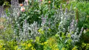 Natürliche Insektentränken: Pflanzen als Wasserquelle im Garten