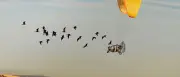 Nature-Fotowettbewerb: Spektakuläre Forscherbilder ausgezeichnet
