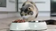 Nestle setzt auf Katzenfutter: Haustiere statt Babys als Wachstumstreiber