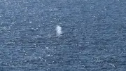 Neuer Buckelwal „Hartwin“ in der Ostsee gesichtet – Experten besorgt