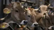 Niedersachsen verbietet Anbindehaltung von Rindern
