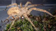 Nosferatu-Spinne breitet sich immer weiter in Norddeutschland aus