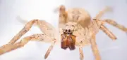 Nosferatu-Spinne breitet sich in ganz Deutschland aus