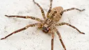 Nosferatu-Spinne erobert Rügen und Usedom: Starke Verbreitung an der Ostsee
