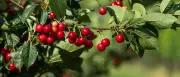 Obstbauern erwarten beste Kirschenernte seit Jahren