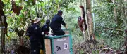 Orang-Utan Himba nach schweren Brandverletzungen ausgewildert