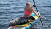 Paddleboard-Duo rettet hilfloses Schaf aus dem Wasser nahe Perm