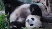 Pandas im Handstand: Rätsel ums Pinkeln gelöst