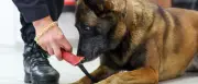 Peta fordert Abschaffung von Polizeihunden nach Urteil