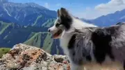 Polizei ermittelt: Border Collie im China-Restaurant serviert