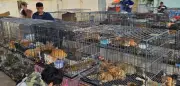 Polizei in Vietnam befreit über 400 gestohlene Katzen