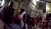 Polizei stoppt Tierquälerei: 33 Hunde in Transporter entdeckt
