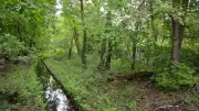 Promenadenwegbrücke in Köpenick gesperrt – Holzträger zerstört